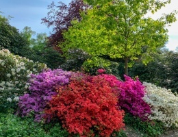 Rhododendron-Büsche